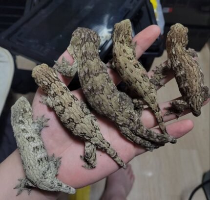 New caledonia giant geckofor Sale